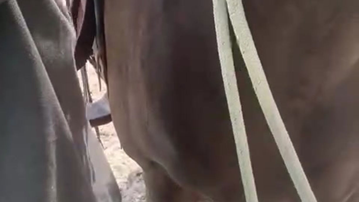 Fitting horsemans reins